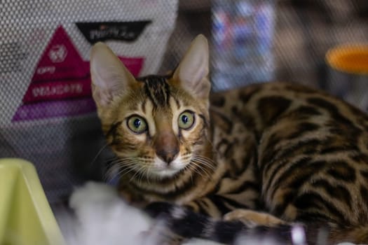 A Felidae, carnivorous Bengal cat with whiskers and fur is lying in a cage, gazing at the camera. This small to mediumsized terrestrial animal is a popular pet supply and a part of the wildlife