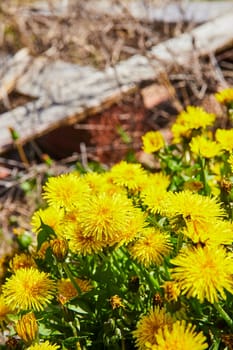 Sunny Cluster of Dandelions in Full Bloom in Barnwood, Indiana, Resilience and Natural Beauty Symbolized