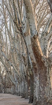 Closeup detail showing abstract line of bare trees in winter going into the distance on park walkway footpath