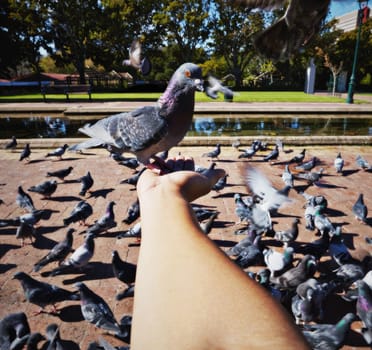 Person, hand and rock pigeon in park for bird, feed and fly with wings for wildlife, nature outdoor and pond. Animal, flock and environment and feeding for compassion, care or kindness in Berlin pov.