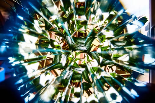 Kaleidoscopic Plant View: Vibrant Green Foliage through Unique Lens in Fort Wayne, Indiana