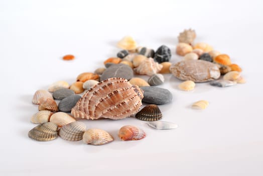 Various shells and pebbles on light background