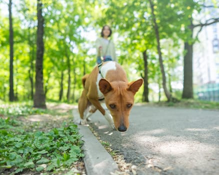 A young woman walks with an African basenji dog on a leash in the park