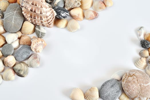 Various shells and pebbles on light background