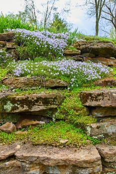 Blooming lavender phlox draping a rustic stone wall at Indianapolis' Bishop Simon Brute College, showcasing springtime's enchanting charm.