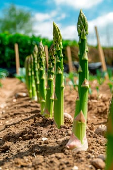 asparagus grows in the garden. selective focus. food.