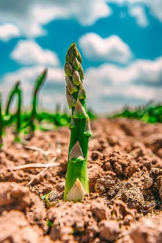 asparagus grows in the garden. selective focus. food.