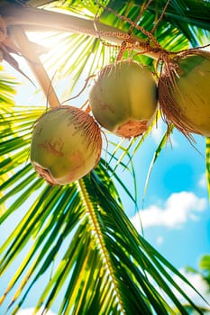 coconut on a background of palm trees and sky. selective focus. nature.