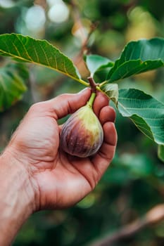 figs in hands in the garden. selective focus. food.