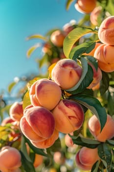 A bunch of peaches, a seedless fruit from the rose family, are growing on a tree with green leaves and beautiful pink flowers under the blue sky