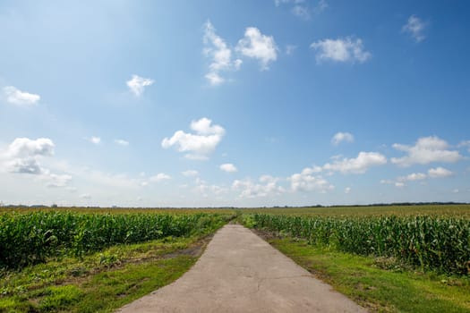 road blue sky and green field. High quality photo