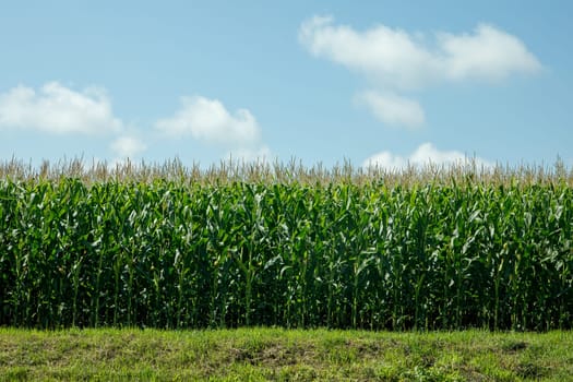 a large field of green corn and a blue sky. High quality photo