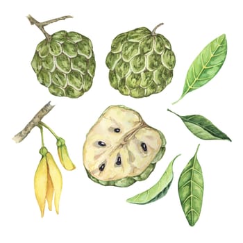 Ripe green whole and half cherimoya exotic fruit with leaves and flowers. Hand drawn watercolor illustration of custard apple, sugar sweet apple for printing, packaging, organic products, scrapbooking