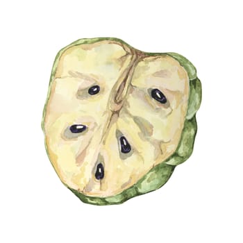 Ripe green cherimoya cut in half, exotic fruit flesh and seeds. Hand drawn watercolor illustration of custard apple, sugar sweet apple clipart for printing, packaging, organic products, scrapbooking