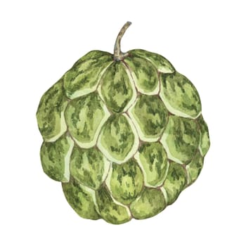 Ripe green cherimoya exotic fruit artwork. Hand drawn watercolor illustration of custard apple, sugar sweet apple clipart for printing, packaging, organic products, scrapbooking, stickers