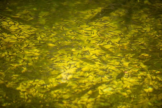 Various Schools of Fish in the everglades