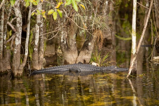 Alligator in Water resting in the Everglades