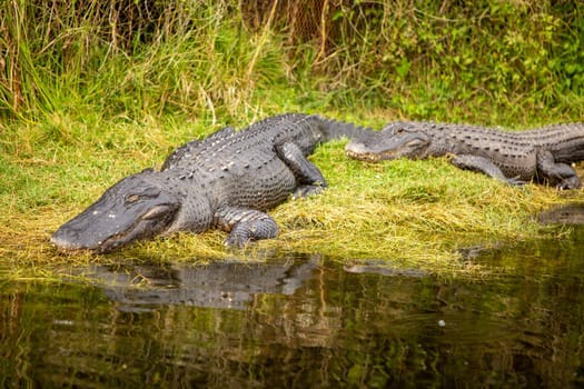 sleeping alligator on Land in the everglades