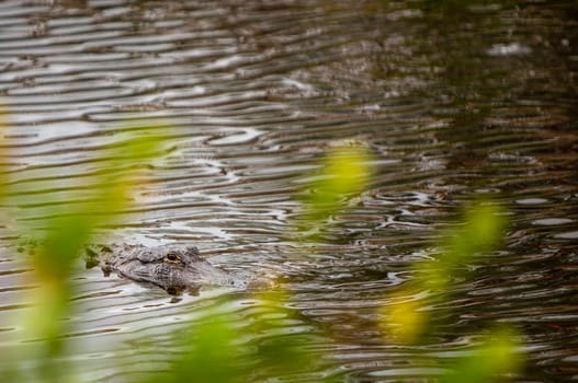 Alligator sneaking towards you in the water