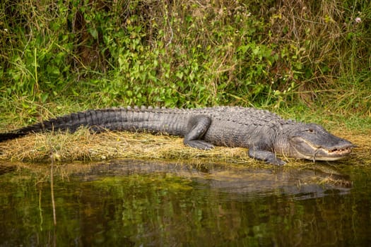 Happy gator on land relaxing after a meal