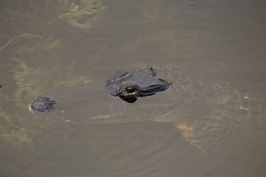 Alligator glaring at you getting ready to attack