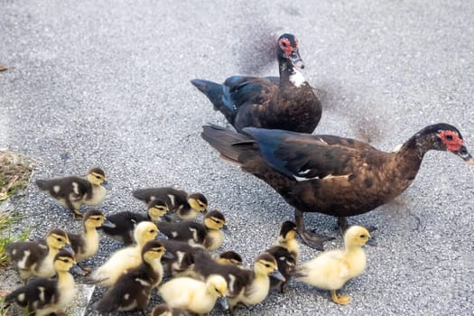 Family of Ducks crossing the road together