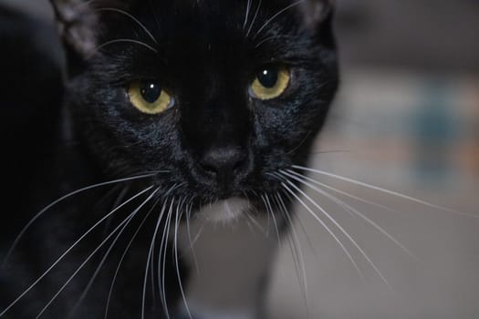 Cute domesticated Tuxedo Cat for adoption