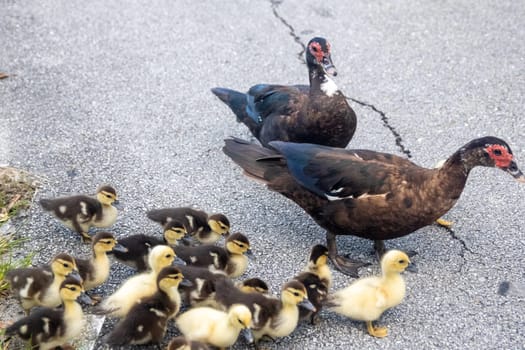 Family of Ducks crossing the roaf together