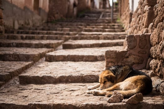 A Hungry stray dog laying on some steps