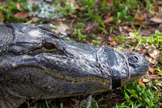 Alligator in Capitvity  with tape holding its mouth shut.