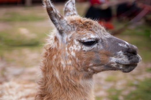 A Pet Alpaca looking around