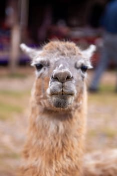 A Pet Alpaca looking at you