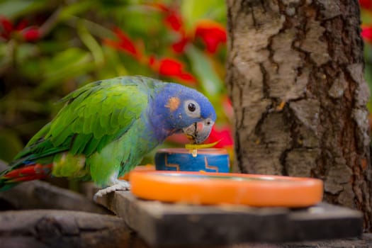 A Peruvian Blue Headed Parrot