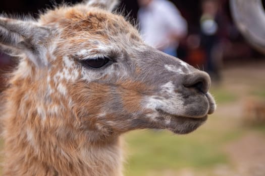 A Pet Alpaca in Peru