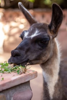 Pet Alpacca eating grass in Peru