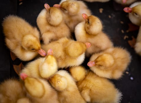 Baby Fuzzy Ducklings gathered together at a market
