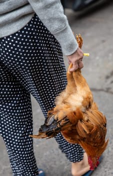 Vietnamese Woman Carrying Chicken to prepare for dinner