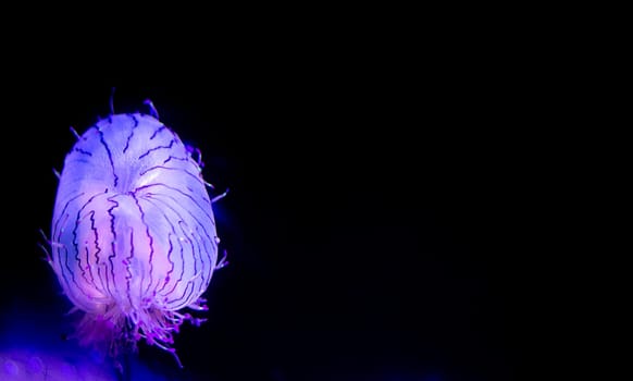 Mysterious Flower Hat Jellyfish in the deep water