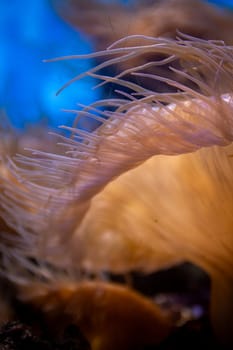 Underwater Sea Creature in an aquarium
