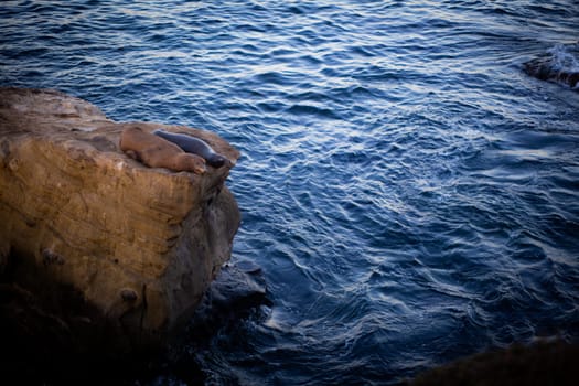Two resting sea lions on the rock resting