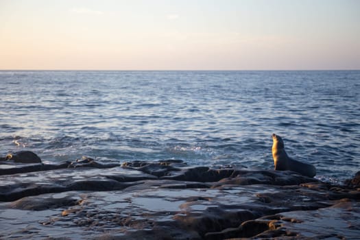 Single Sea Lion enjoying the ocean as the sun sets