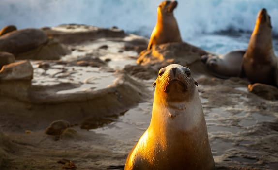 An unhappy sea lion glaring at you with a frown and droppy eyes.