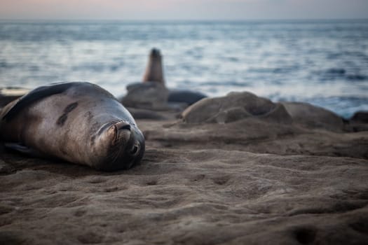 Resting sea lion gazing at you