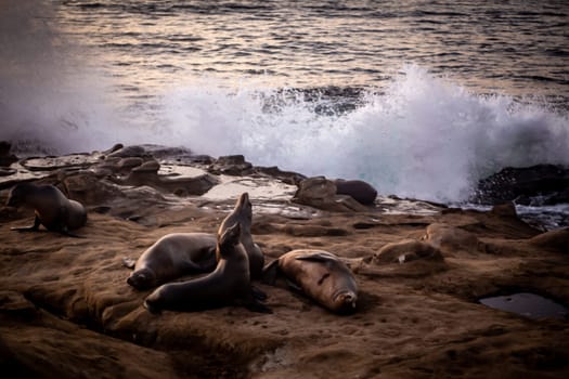 Sea Lions resting on the rocks with waves crashing