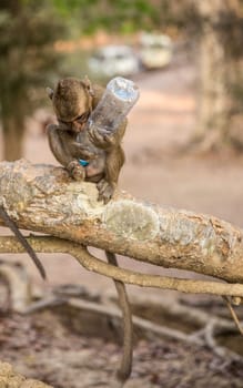 Monkey with Water Bottle thats a pollutant