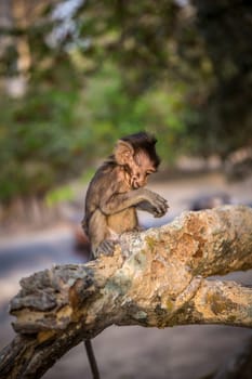 Little Baby monkey on a branch