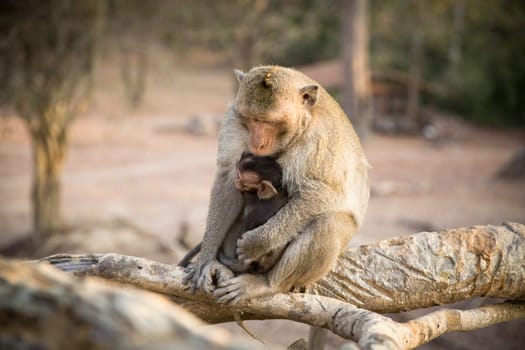 Babby Monkey and Mommy on a tree brench