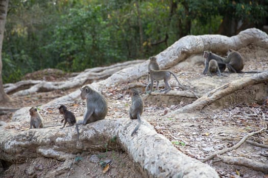 Group of Monkeys resting on roots