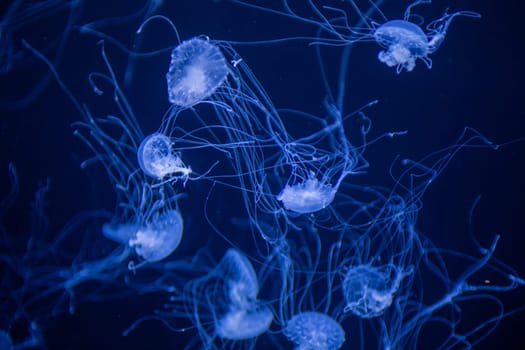 Dancing small Jellyfish swimming underwater