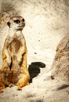 An Alert Meerkat standing in the desert
